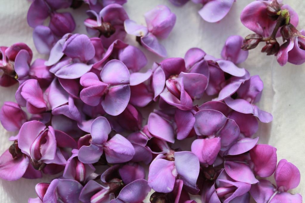 Purple Hyacinth Bean Flowers