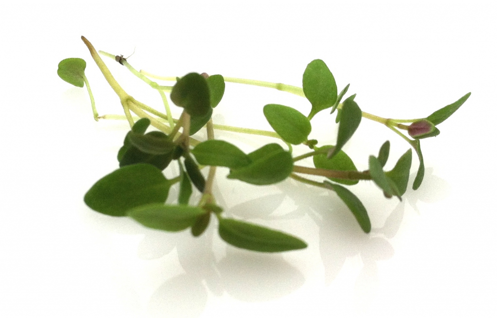 Micro Thyme