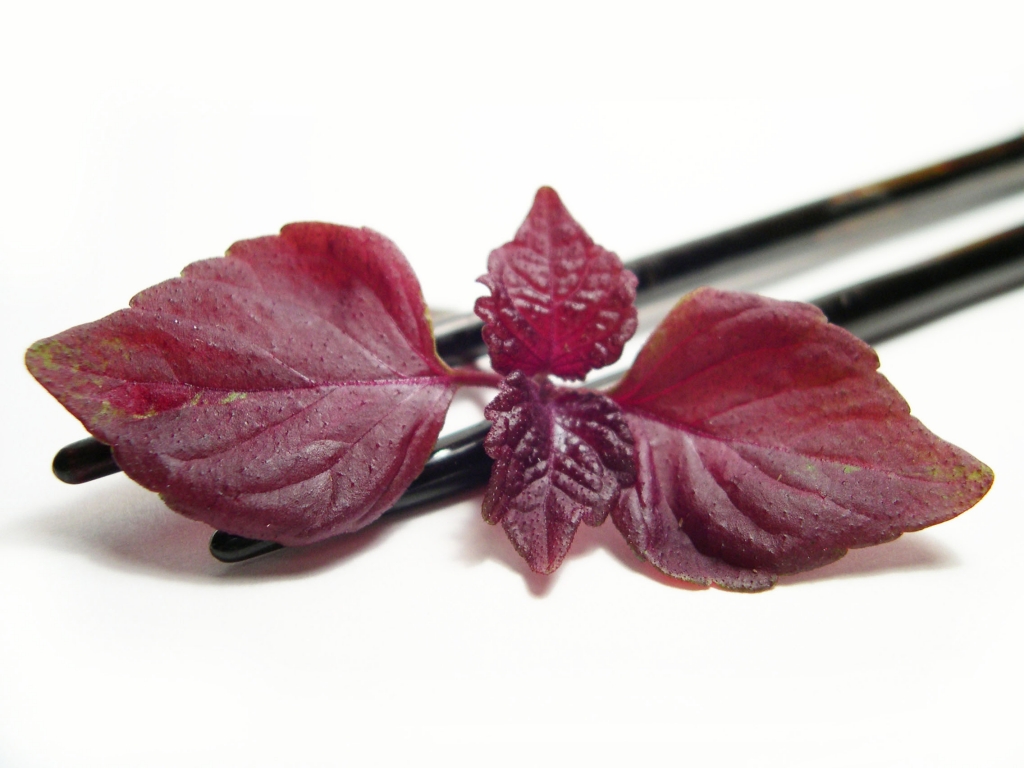 Micro Red Shiso