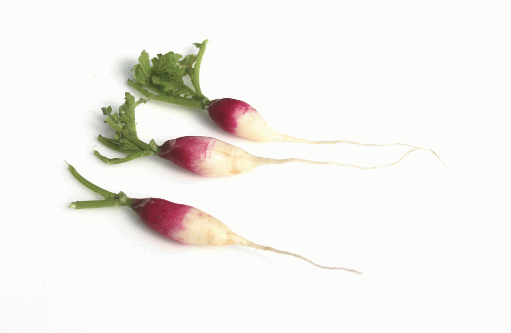 New Jersey Grown Baby French Breakfast Radishes