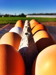 eggs in carton w field