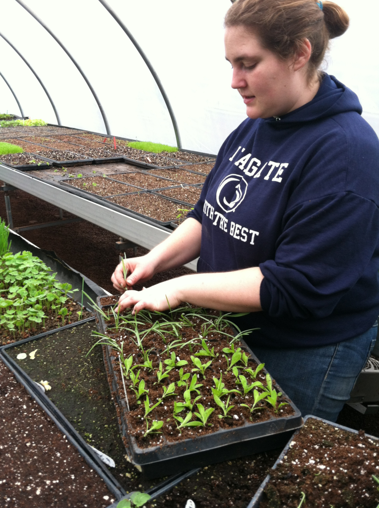 Patti transplanting flower seedlings into a large seed tray, so that the roots have room to spread out