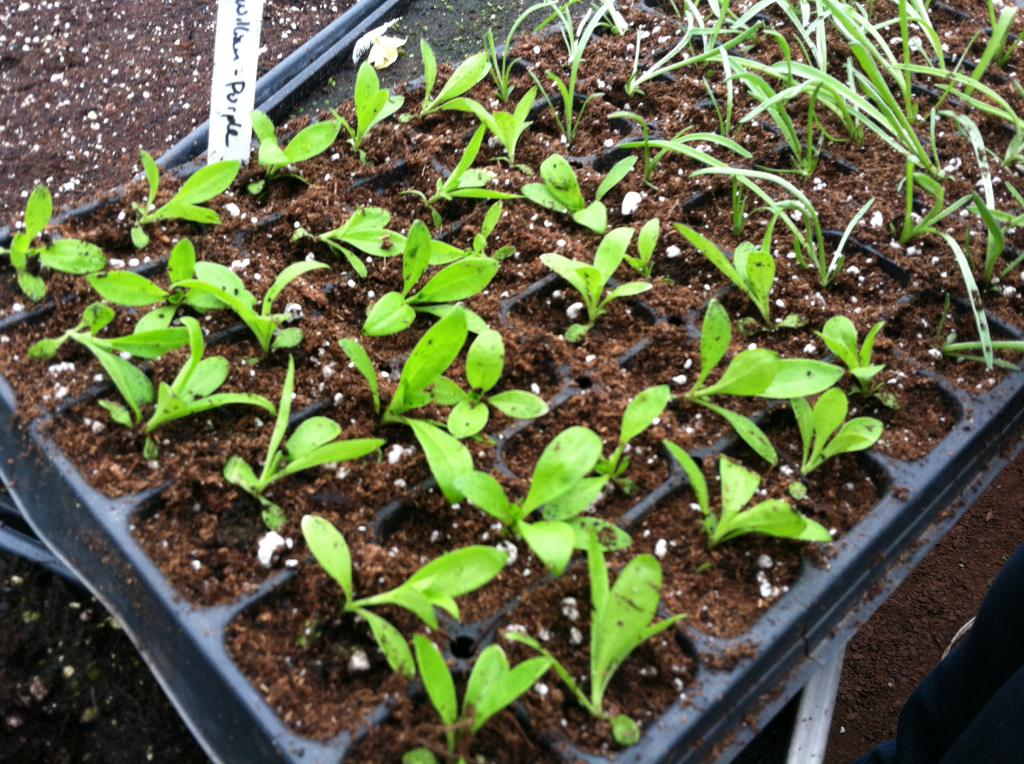 Tray of seedlings in the greenhouse, in late February