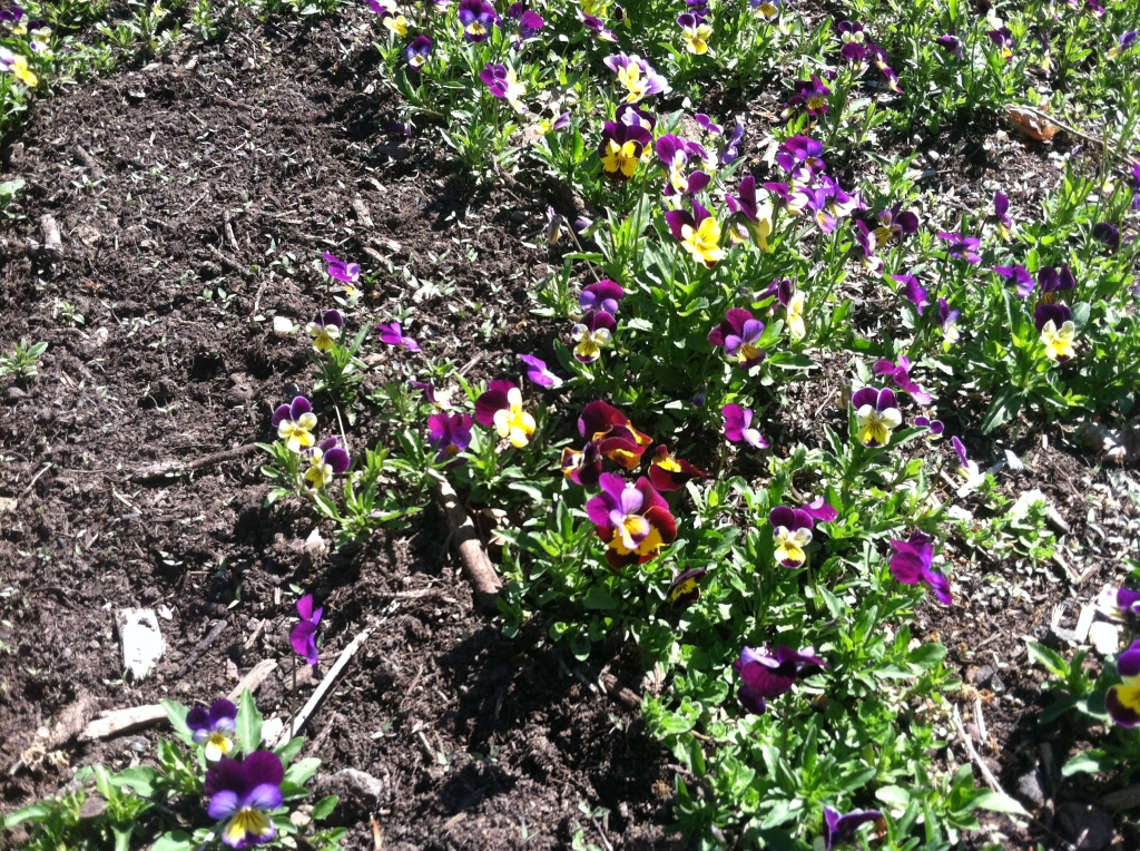 Transplanted Johnny Jump Up's growing happily outdoors in the flower garden in early May