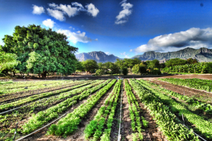 Organic-Farming-in-Promoting-Sustainable-Living