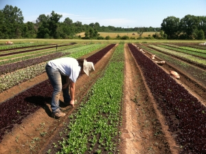 Hand-weeding a bed of lettuce