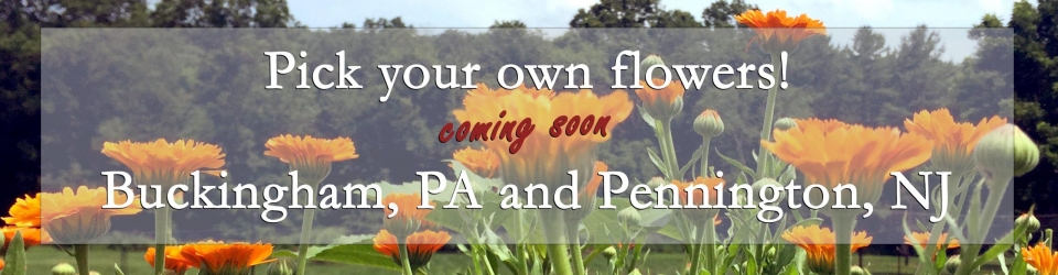 pick your own flowers coming soon!