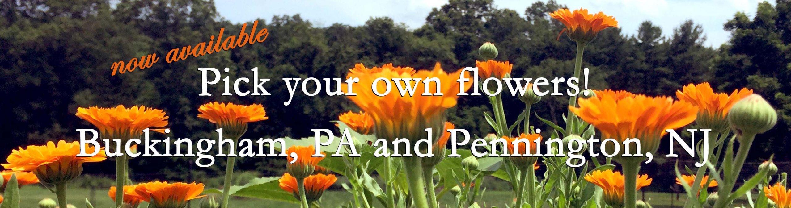 pyo flowers na