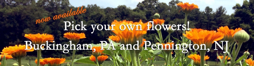 Pick Your Own Flowers: Now available in Buckingham PA, and Pennington NJ!